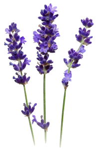 img_1.png