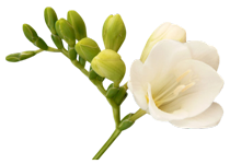 img_2.png